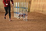wedstrijd agility friends zondag
