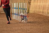 wedstrijd agility friends zondag