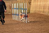 wedstrijd agility friends zondag