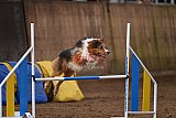 wedstrijd agility friends zondag