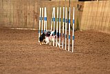 wedstrijd agility friends zondag