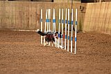 wedstrijd agility friends zondag