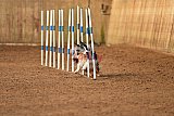 wedstrijd agility friends zondag