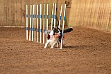 wedstrijd agility friends zondag
