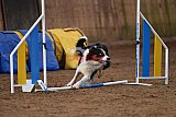 wedstrijd agility friends zondag