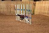 wedstrijd agility friends zondag