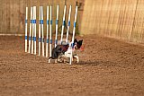 wedstrijd agility friends zondag