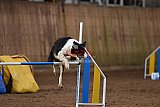 wedstrijd agility friends zondag