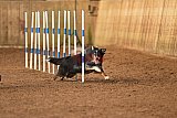 wedstrijd agility friends zondag