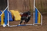 wedstrijd agility friends zondag