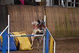 wedstrijd agility friends zondag