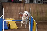 wedstrijd agility friends zondag