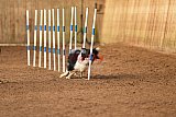 wedstrijd agility friends zondag