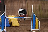 wedstrijd agility friends zondag