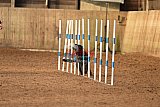 wedstrijd agility friends zondag