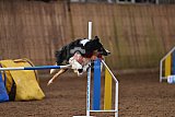 wedstrijd agility friends zondag