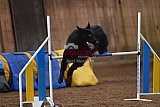wedstrijd agility friends zondag