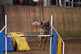 wedstrijd agility friends zondag