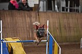 wedstrijd agility friends zondag