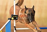 wedstrijd agility friends zondag