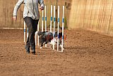 wedstrijd agility friends zondag