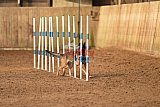 wedstrijd agility friends zondag