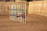 wedstrijd agility friends zondag