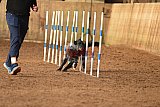 wedstrijd agility friends zondag