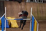 wedstrijd agility friends zondag
