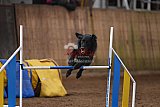 wedstrijd agility friends zondag