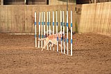 wedstrijd agility friends zondag