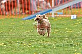 wedstrijd apeldoorn 18-04-2026