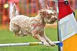 wedstrijd apeldoorn 18-04-2026