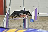 winterwedstrijd Agility Friends het keelven23-11-2025