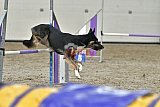 winterwedstrijd Agility Friends het keelven23-11-2025