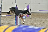 winterwedstrijd Agility Friends het keelven23-11-2025