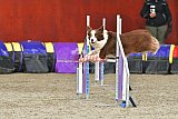 winterwedstrijd Agility Friends het keelven23-11-2025