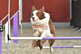 winterwedstrijd Agility Friends het keelven23-11-2025