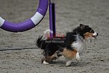 winterwedstrijd Agility Friends het keelven23-11-2025