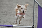 winterwedstrijd Agility Friends het keelven23-11-2025