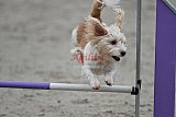 winterwedstrijd Agility Friends het keelven23-11-2025