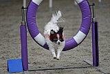 winterwedstrijd Agility Friends het keelven23-11-2025
