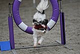 winterwedstrijd Agility Friends het keelven23-11-2025
