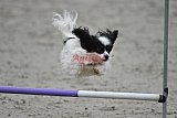 winterwedstrijd Agility Friends het keelven23-11-2025