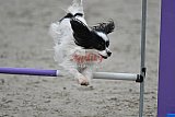 winterwedstrijd Agility Friends het keelven23-11-2025