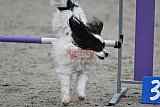 winterwedstrijd Agility Friends het keelven23-11-2025