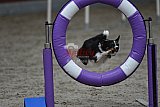 winterwedstrijd Agility Friends het keelven23-11-2025