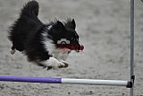 winterwedstrijd Agility Friends het keelven23-11-2025