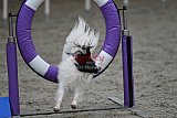 winterwedstrijd Agility Friends het keelven23-11-2025