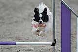 winterwedstrijd Agility Friends het keelven23-11-2025